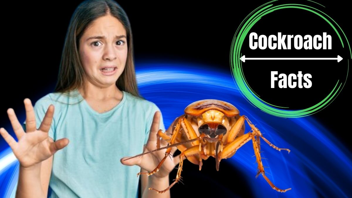 Can Cockroaches Kill You?
