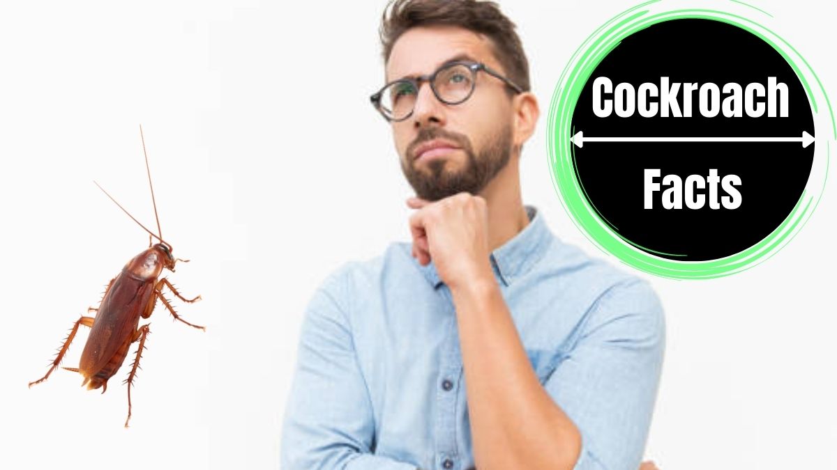 Can Cockroaches Live In Your Balls?