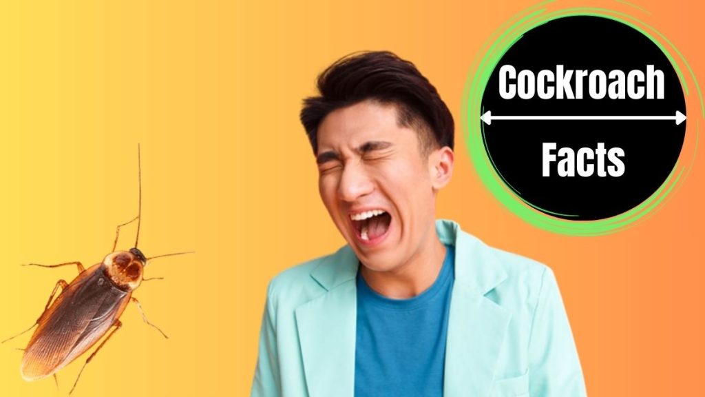can-cockroaches-live-in-your-pp-the-cockroach-facts