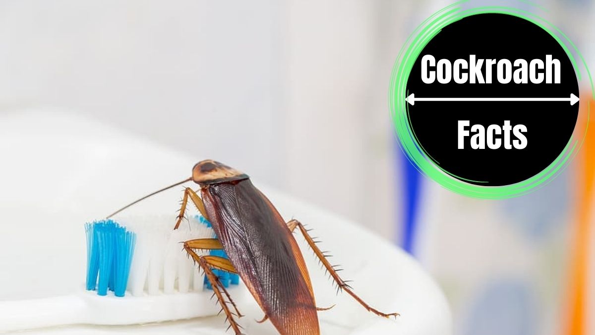 Cockroaches in the Bathroom