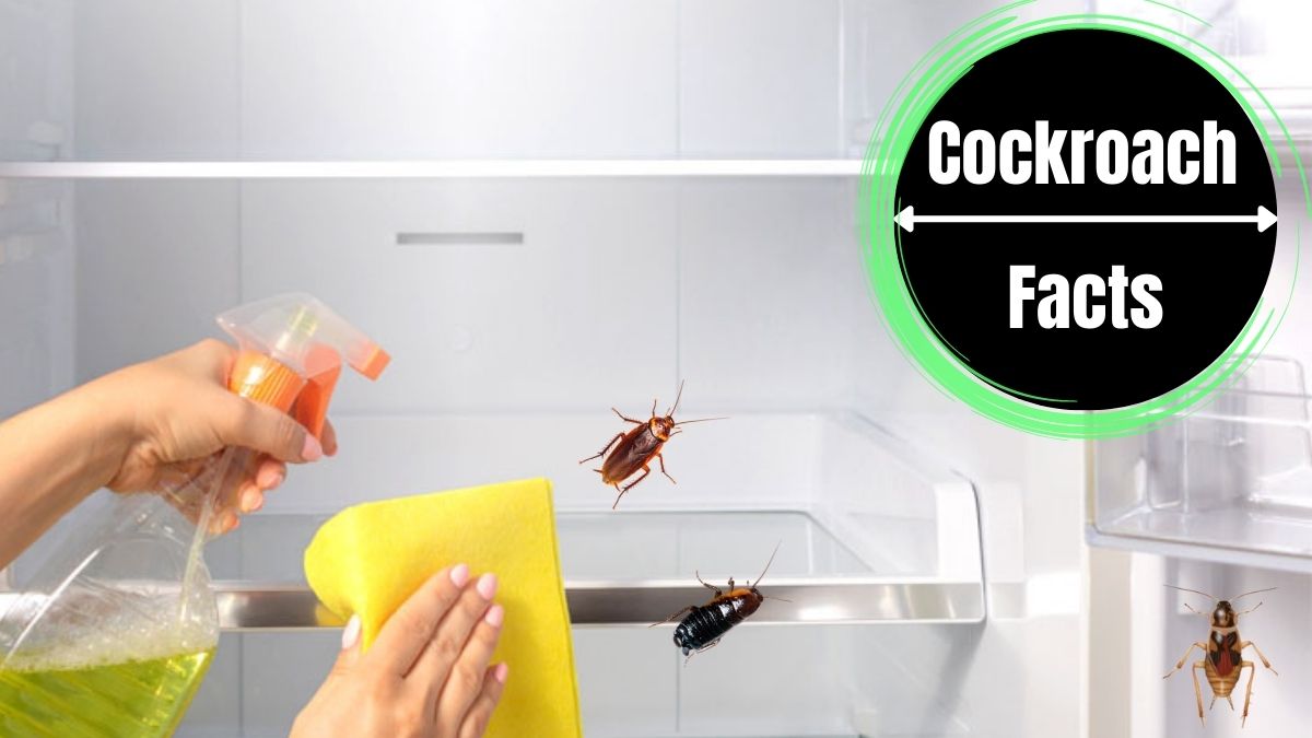 Cockroaches in Fridge