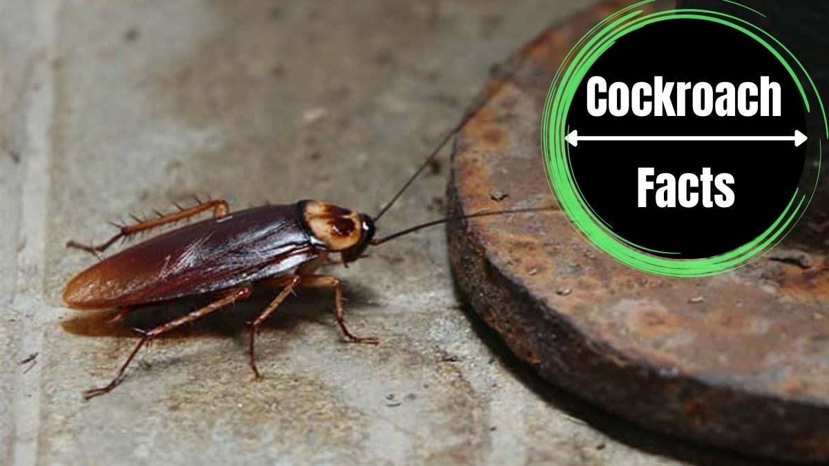 Are Cockroaches Dirty