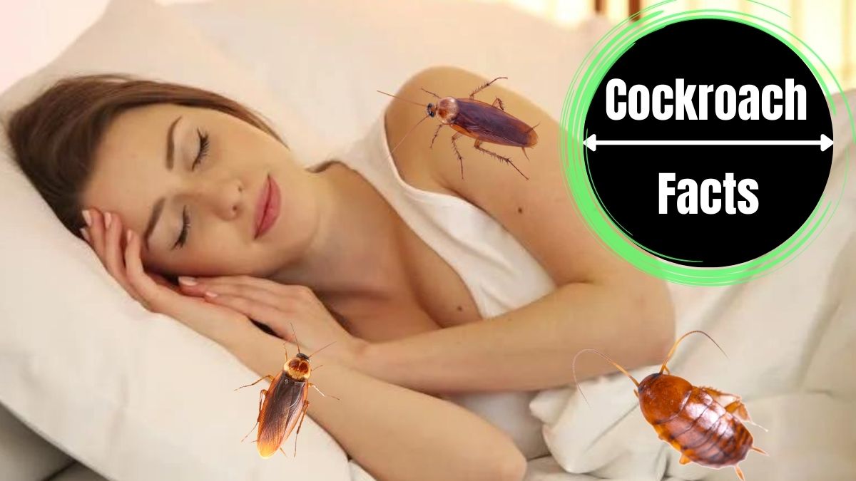Do Cockroaches Crawl on You at Night?