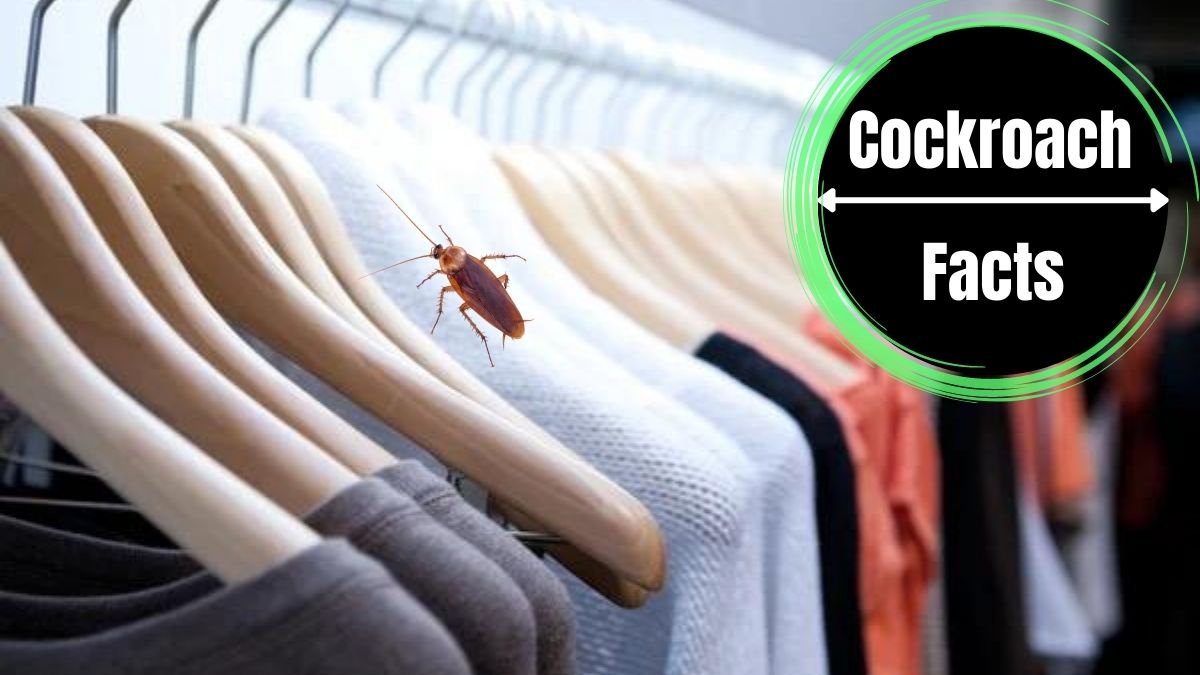Do Cockroaches Eat Clothes?