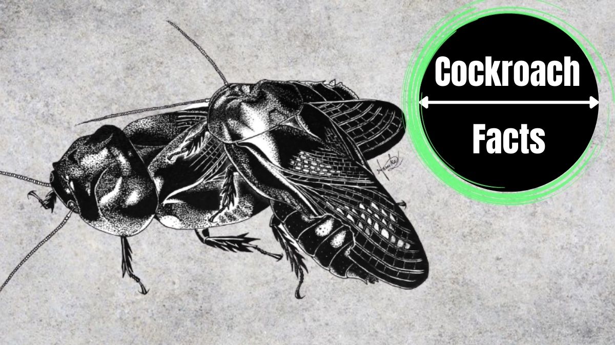 Do Cockroaches Eat Each Other?