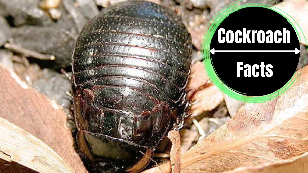 Do Cockroaches Eat Wood?