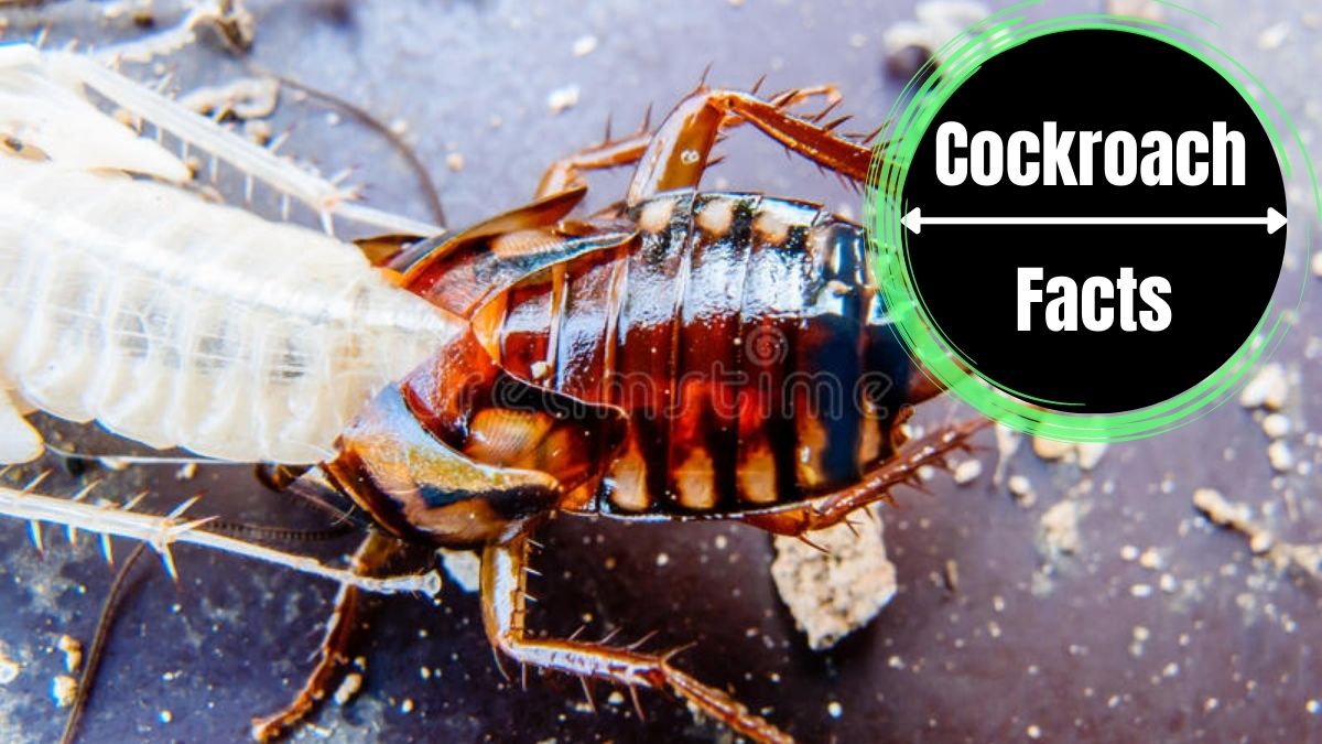 Do Cockroaches Shed Their Skin