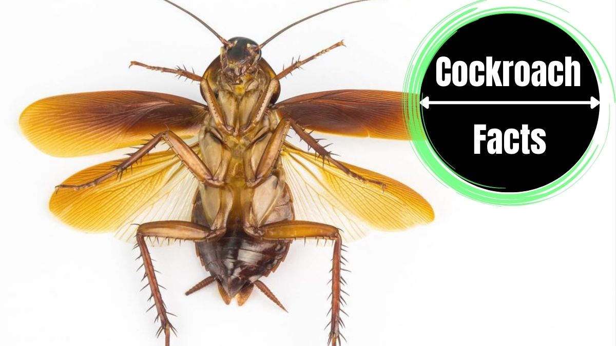 Do Cockroaches have Wings?