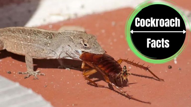 Do Lizards Eat Cockroaches?