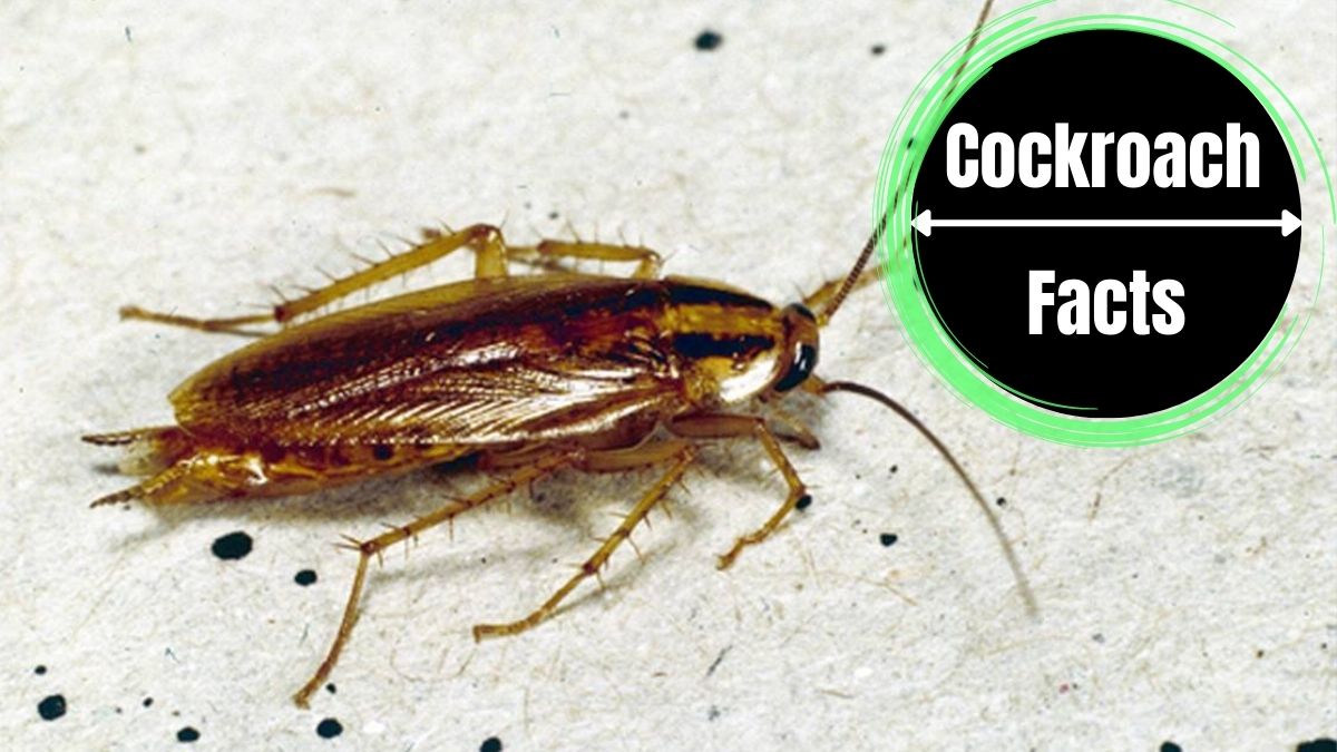 How to Clean Cockroach Poop
