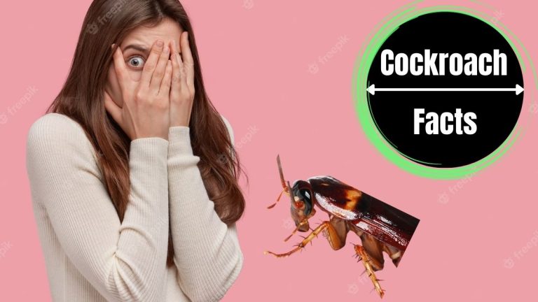 How to Overcome Fear of Cockroaches?
