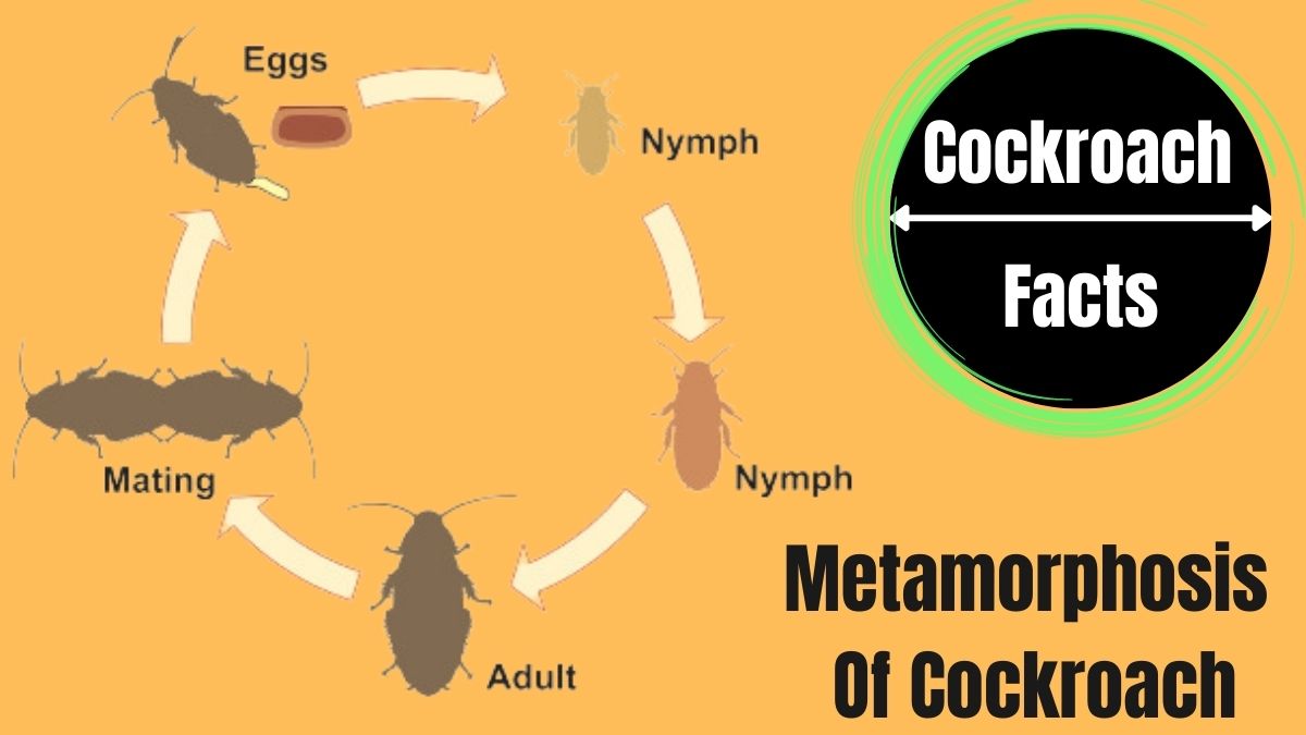 Metamorphosis Of Cockroach