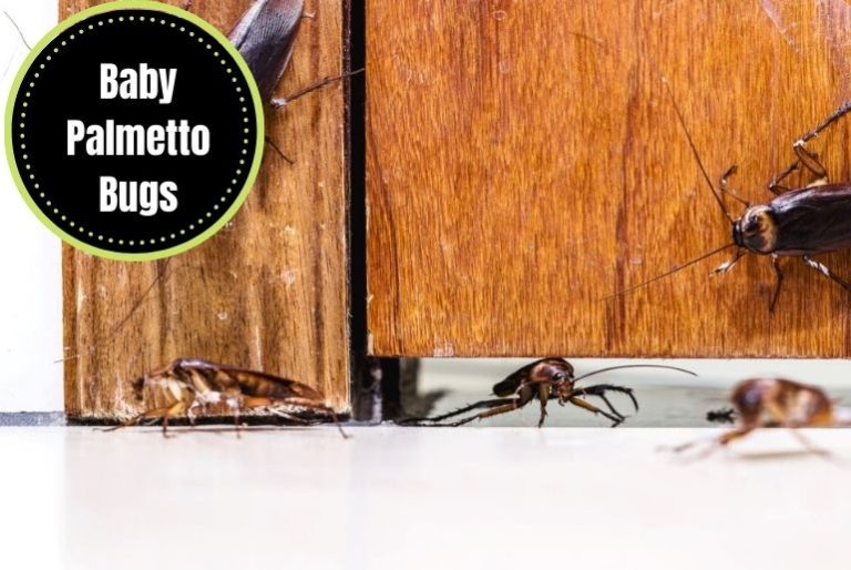 A Comprehensive Guide to Baby Palmetto Bugs Identifying, Preventing