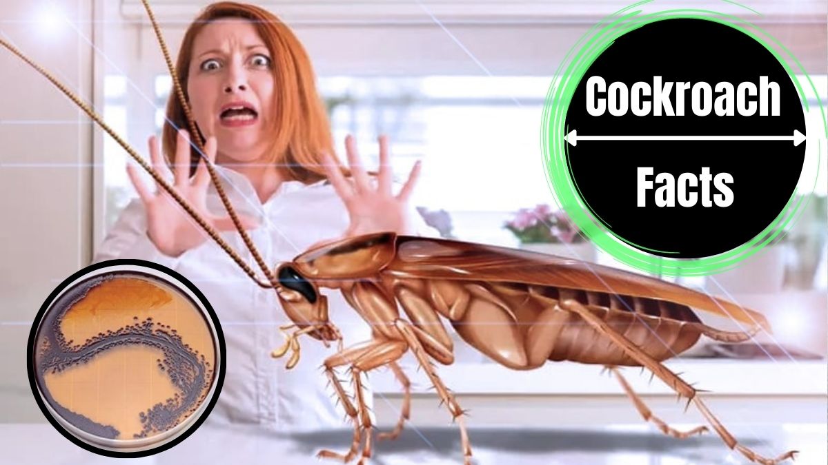 Two Diseases Spread By Cockroaches