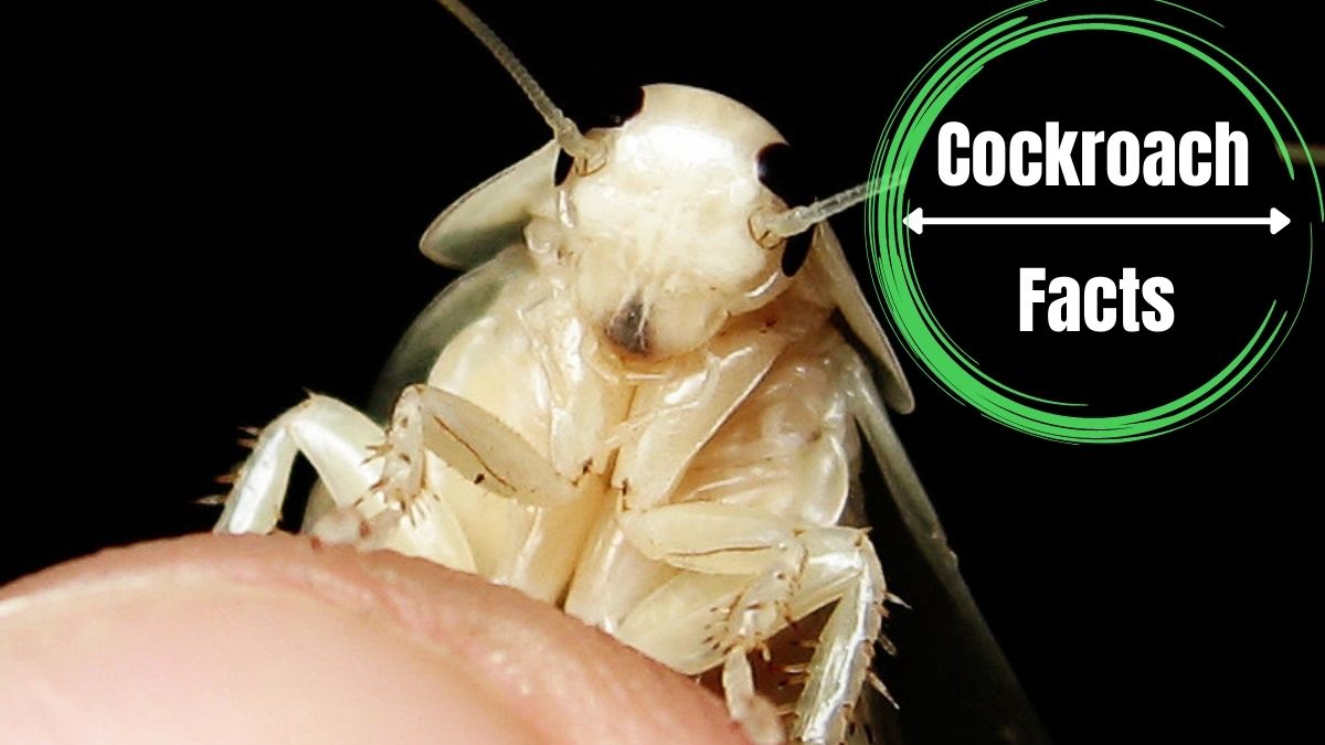 White Cockroaches