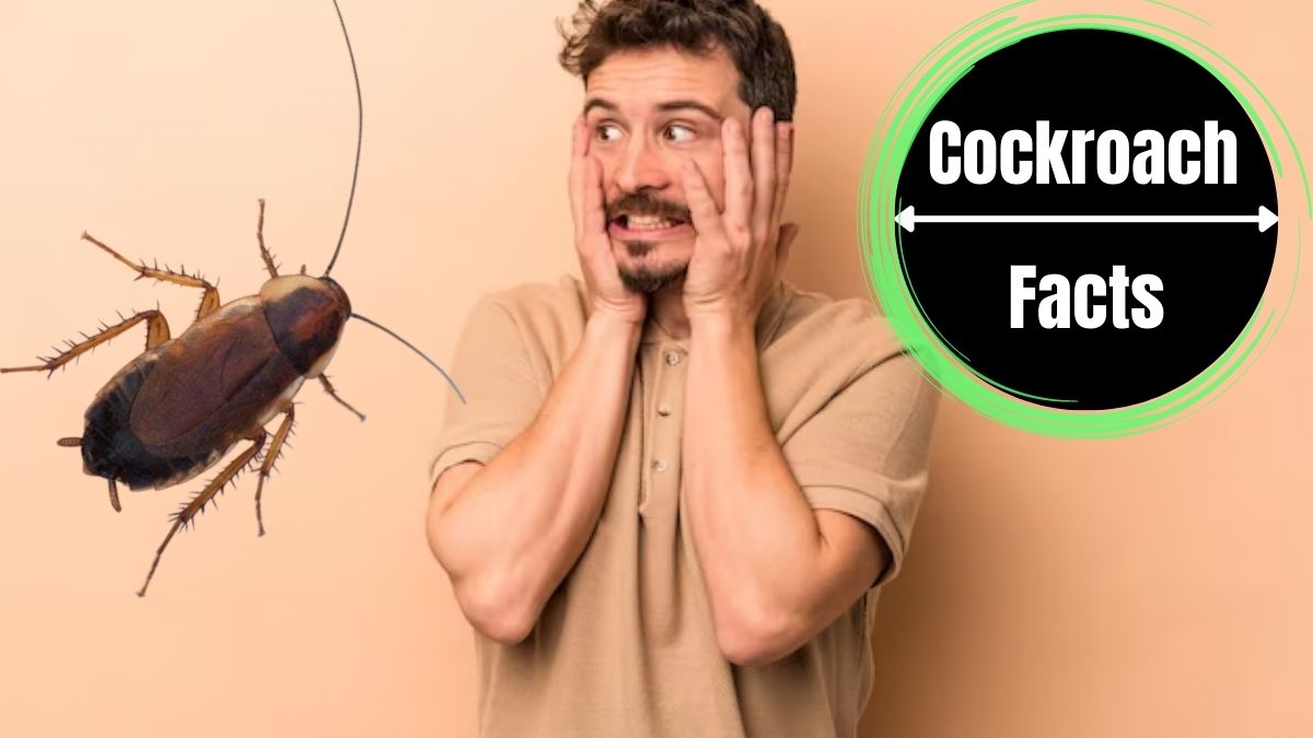 Why Am I Scared Of Cockroaches?