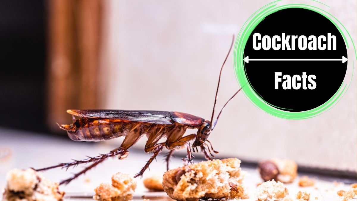 Why Do Cockroaches Exist?