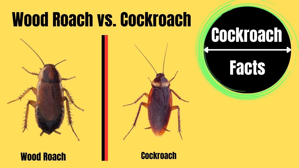 Wood Roach vs. Cockroach