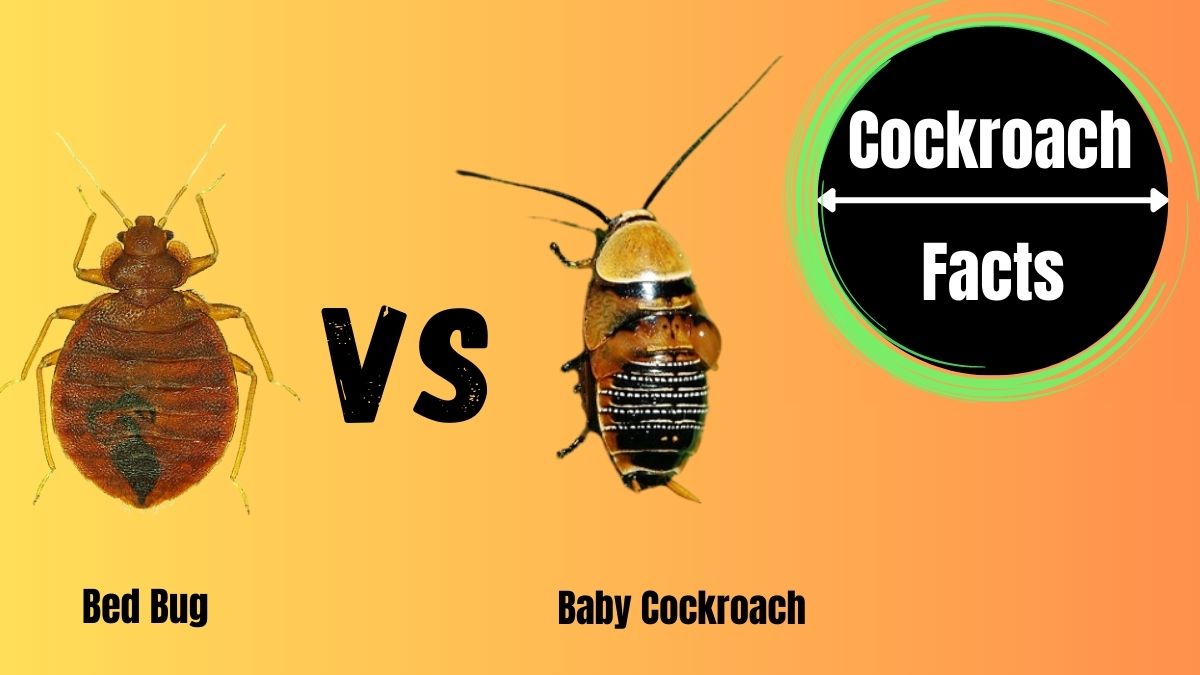 Baby Cockroach vs Bed Bug