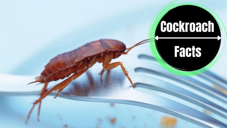 Can Cockroaches Live In Your Body?