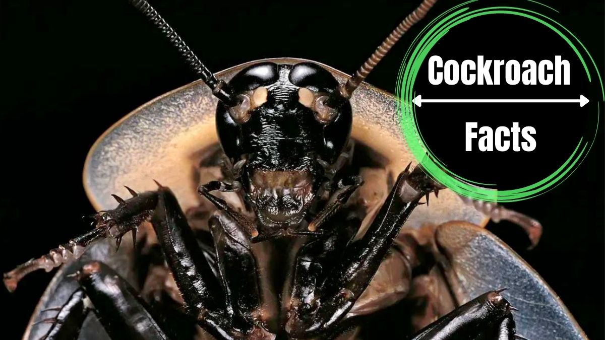 Can Cockroaches Survive a Nuke?