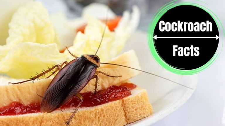 Cockroach in Food