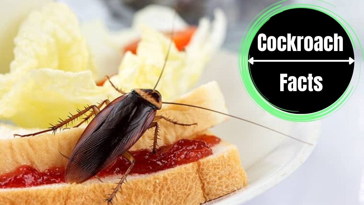 Cockroach in Food
