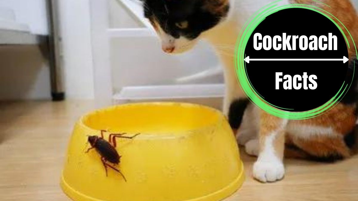 Cockroaches and Cats
