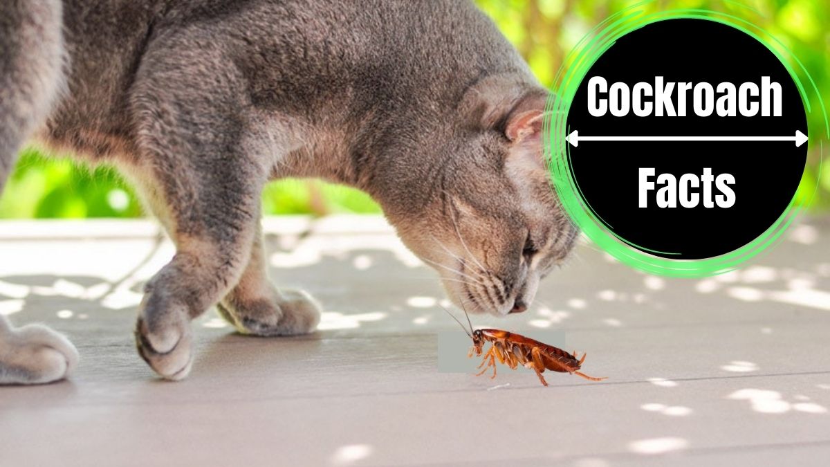 Do Cats Eat Cockroaches?