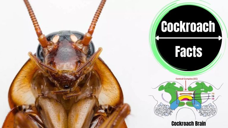 Do Cockroaches Have Brains?