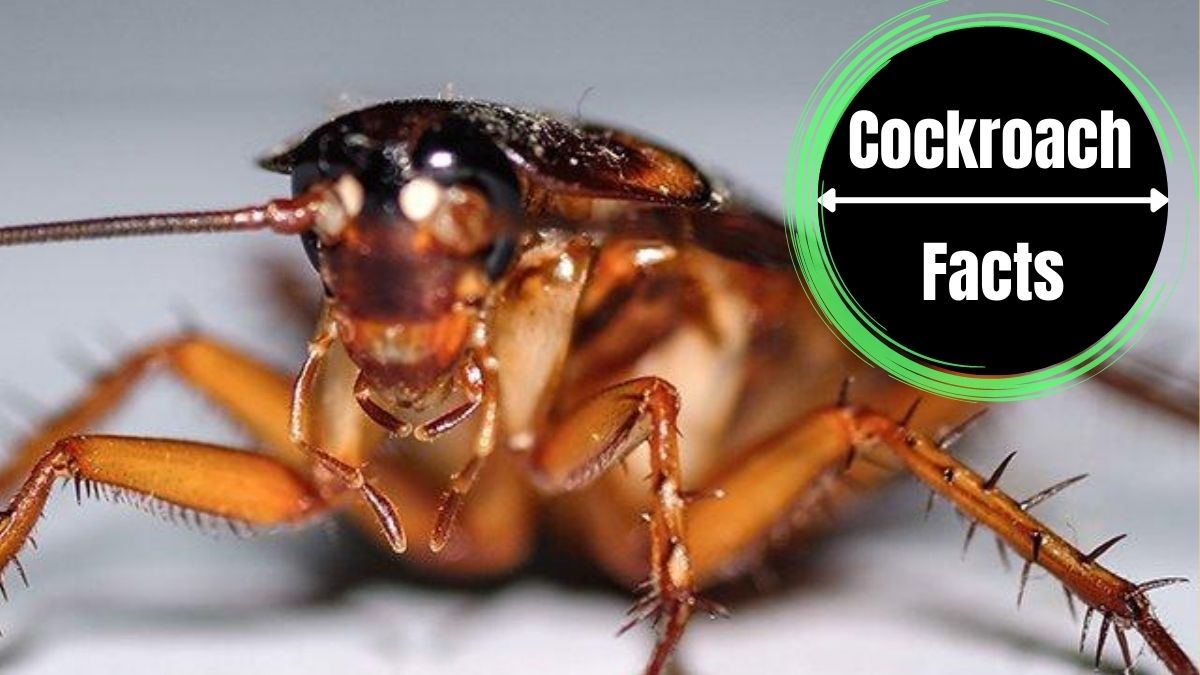 Do Cockroaches Have Eyes?
