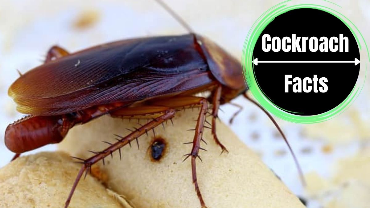 Do Cockroaches Lay Eggs