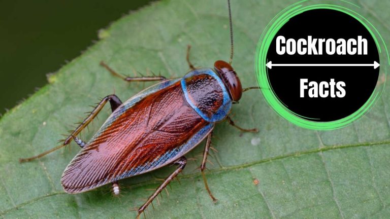 Do cockroaches Make Noise?