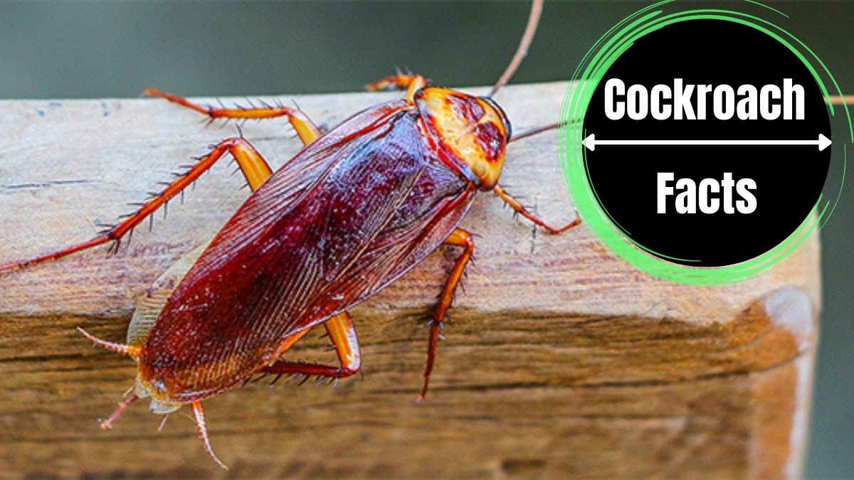 How Did Cockroaches Get Their Name?