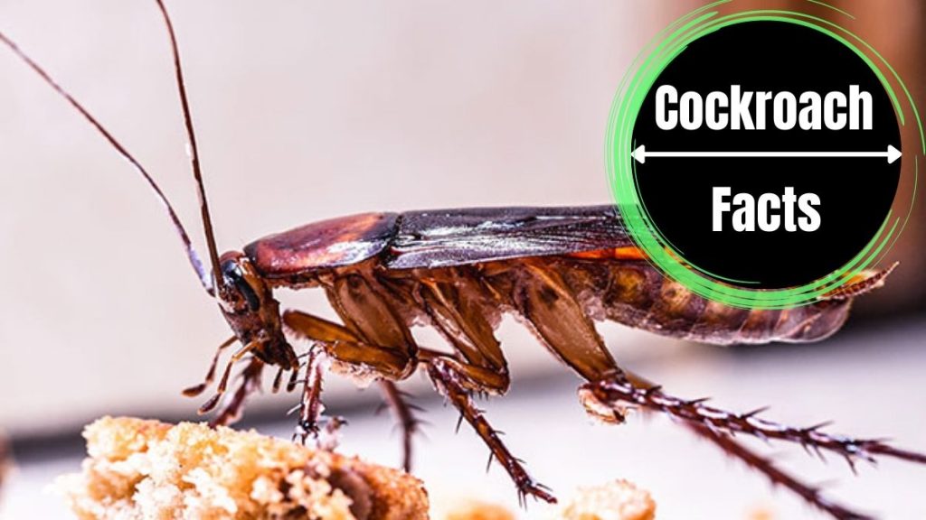 how-long-can-cockroaches-live-without-food-a-comprehensive-guide-the