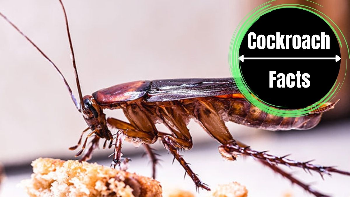 How Long Can Cockroaches Live Without Food?