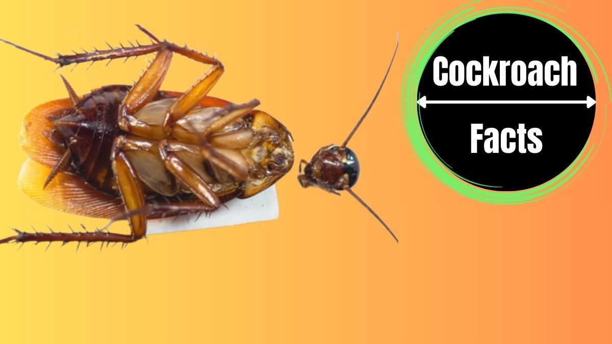 How Long Can Cockroaches Live Without Their Head?