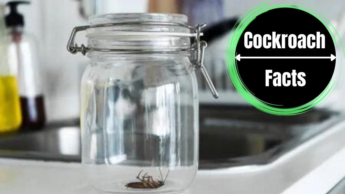 How Long Can a Cockroach Live In A Jar?