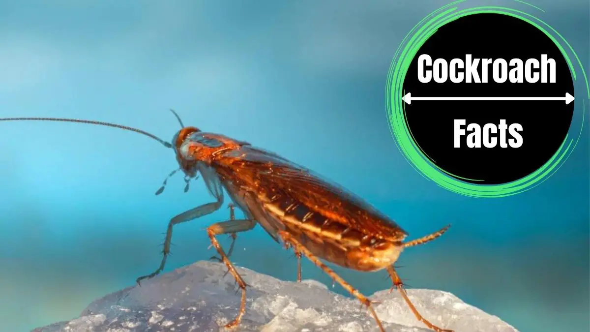 How Long Can a Cockroach Live Without Air