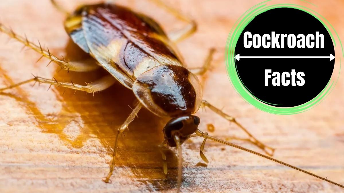 How Long Can a Cockroach Live Without Water?
