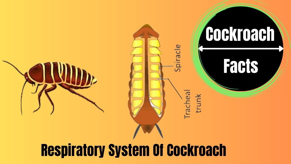 How do cockroaches breathe?