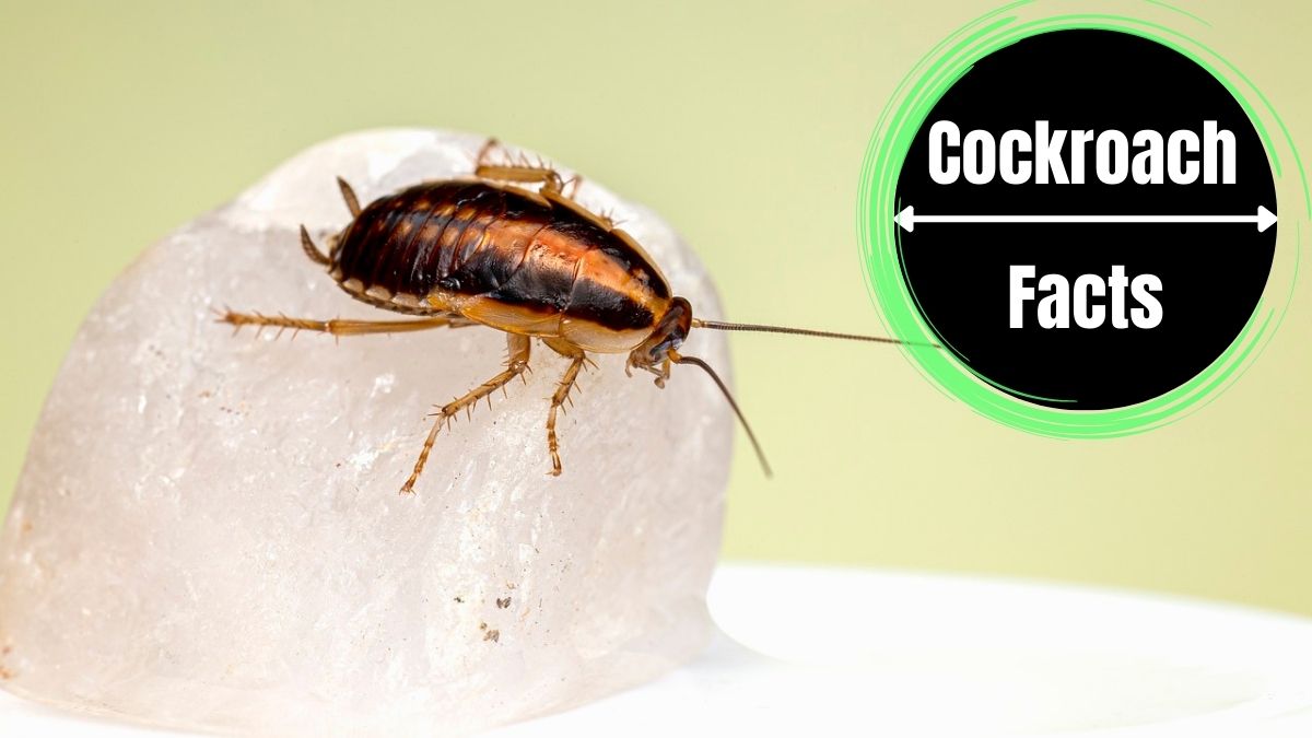 How to Get Rid of German Roaches?