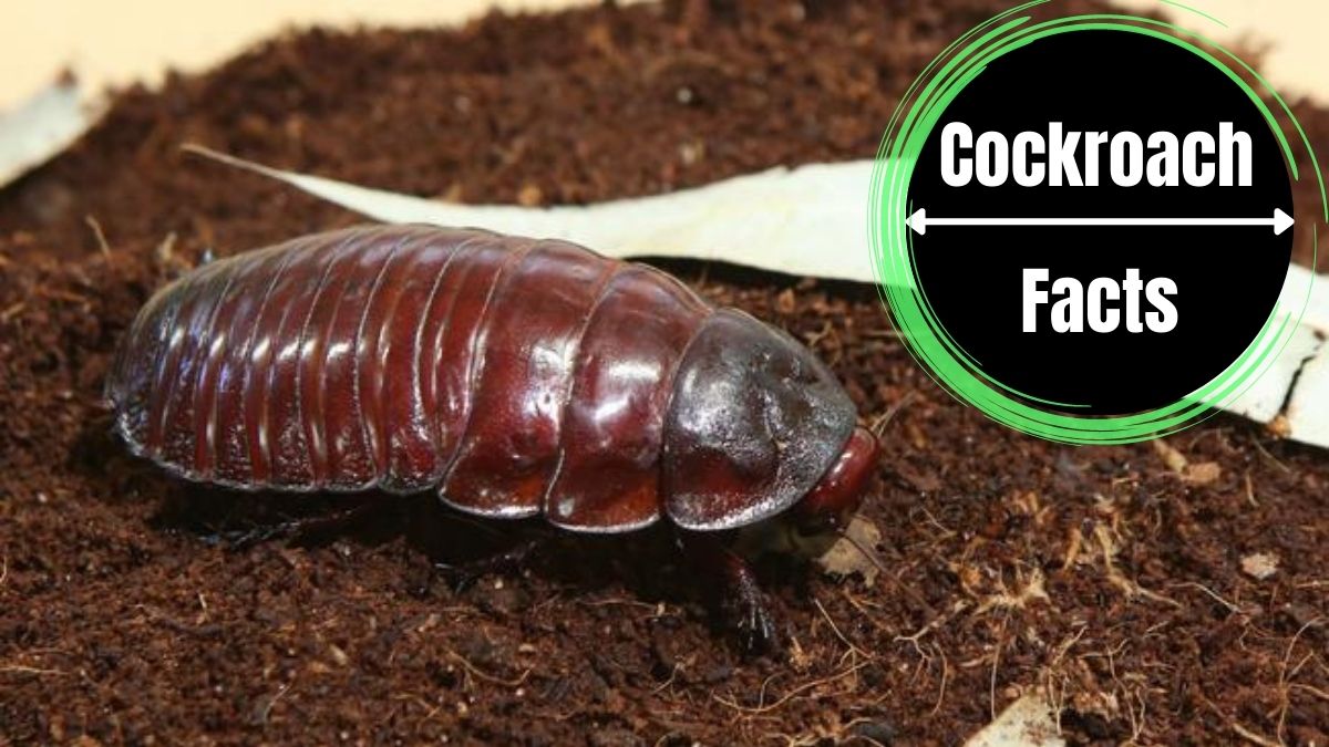 Managing Cockroaches in Compost