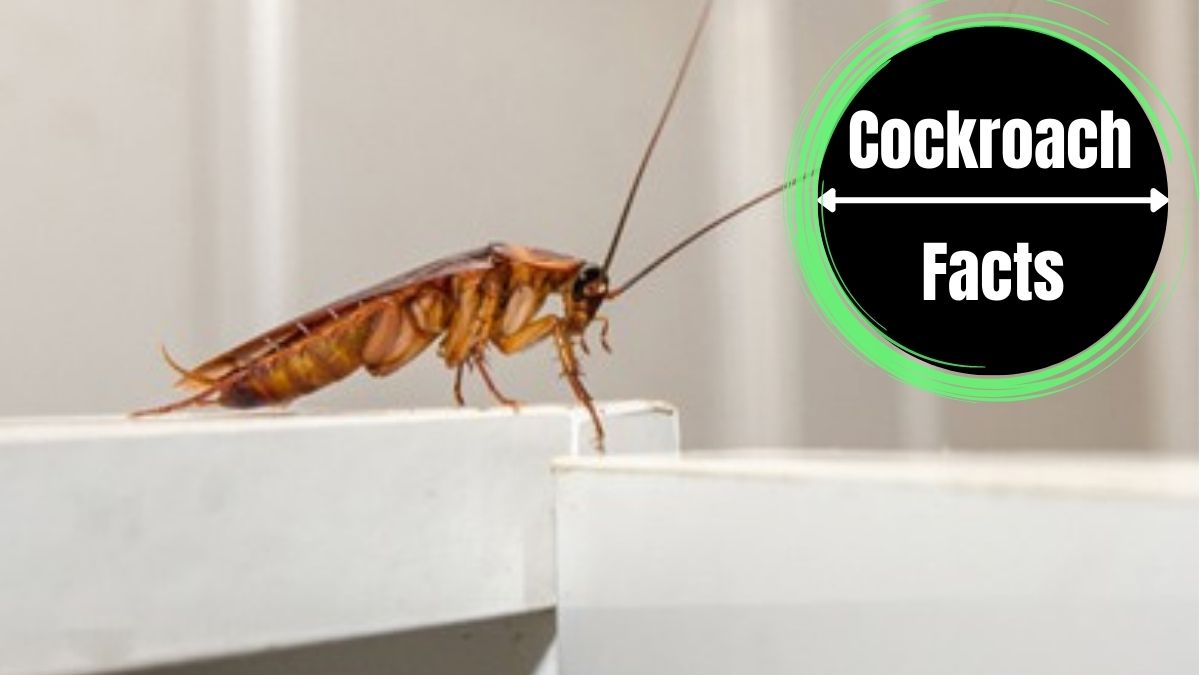 Can Cockroaches Hear?