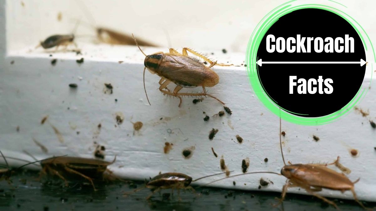 Cockroach Smear Marks