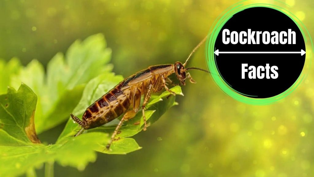 Cockroaches Evolution: Insights from Facts and Scientific Studies - The ...