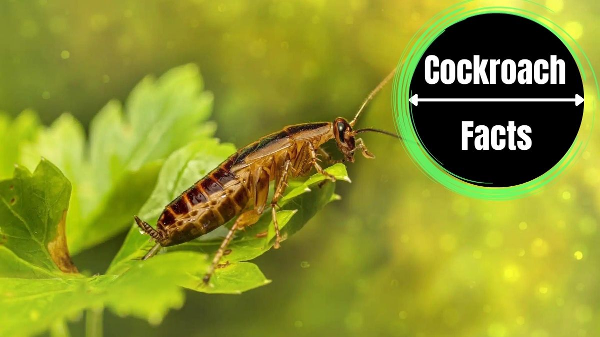 Cockroaches Evolution