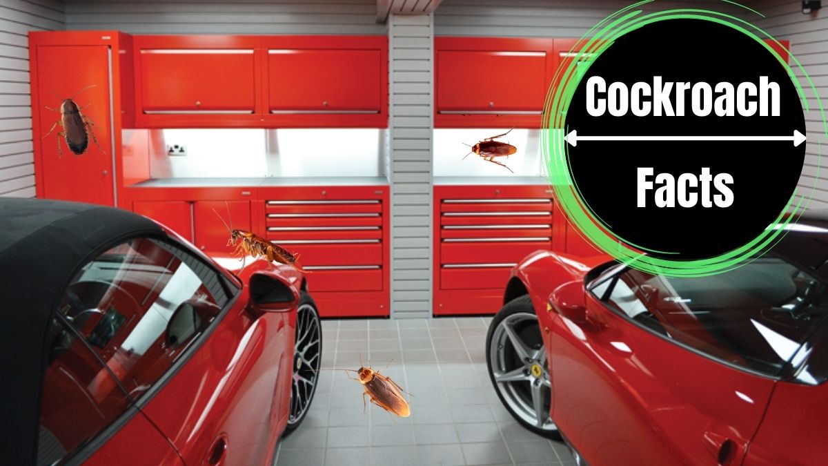 Cockroaches in Your Garage