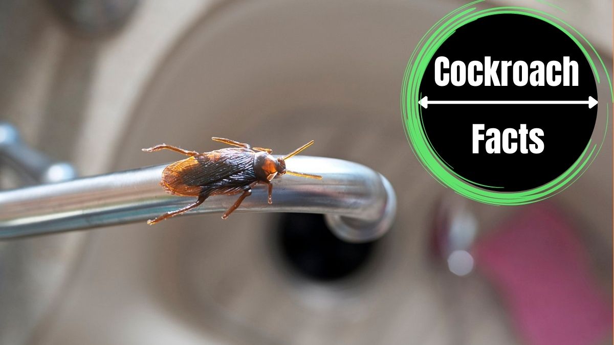Do Cockroaches Drink Water?