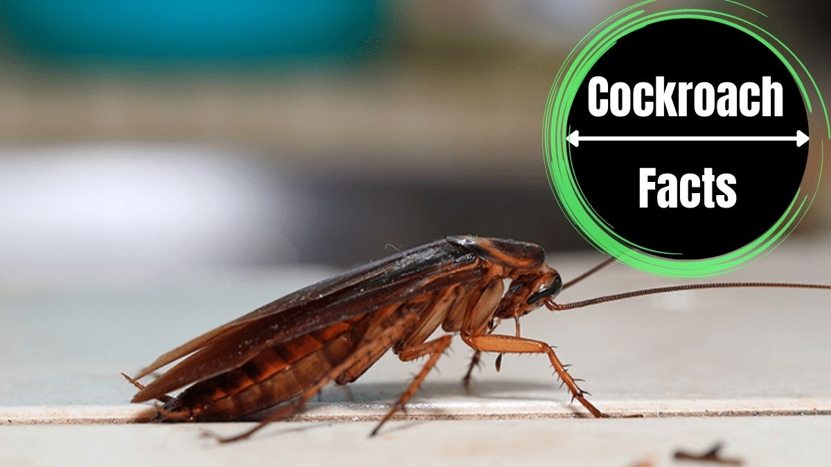 Do Cockroaches Fart?